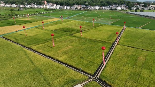 湘东区现代化制种基地，数智赋能让“赣鄱粮仓”更有底气！