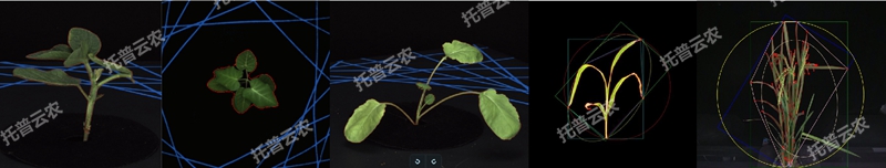 盆栽植物二维数字表型采集分析系统_副本.jpg